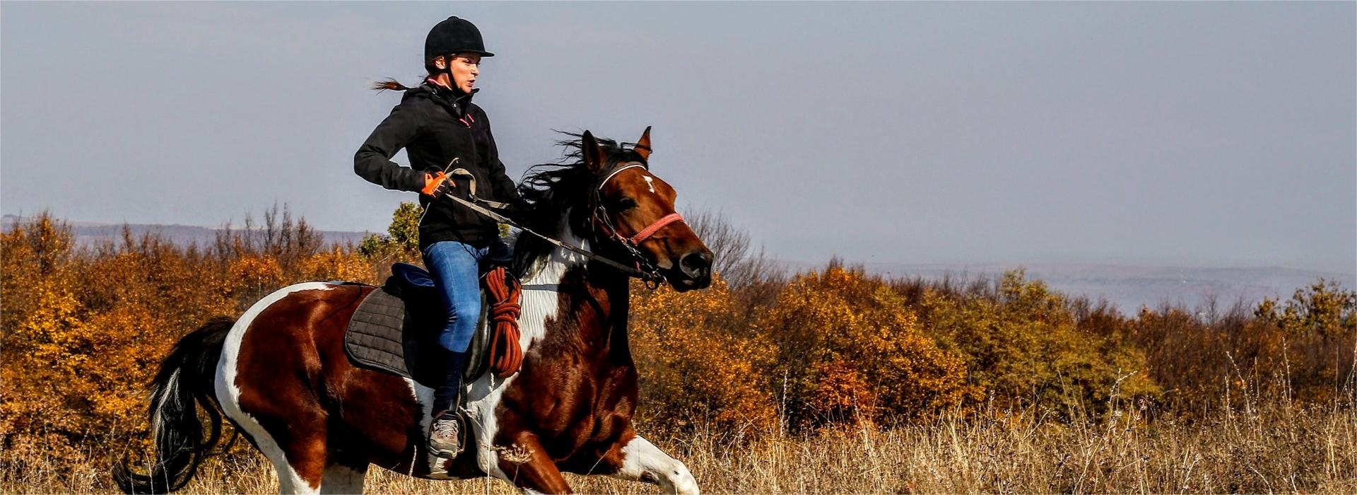 Equestrian Equipment Shop -Equestrian Equipment Shop sergiu valena qLCGZ8 Dn7c unsplash